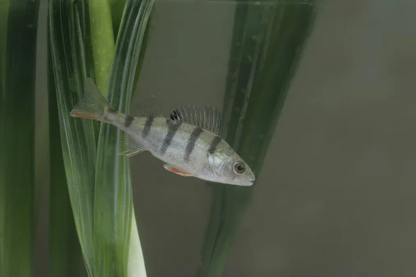 Abborre perca fluviatilis — Stockfoto