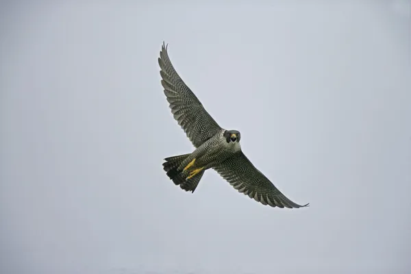 Pellegrino, Falco peregrinus — Foto Stock