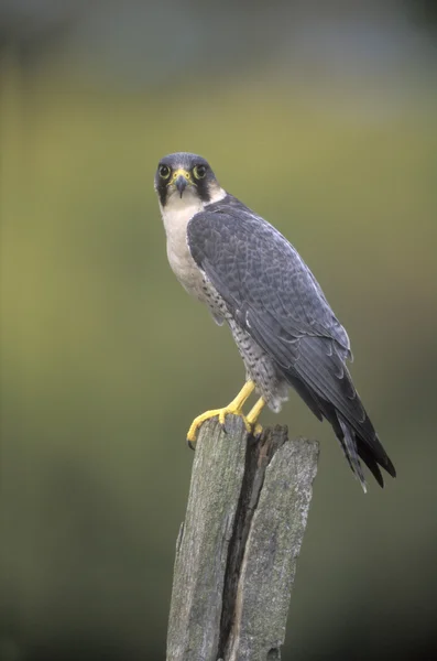 Peregrine, 28 лет, Falco peregrinus — стоковое фото