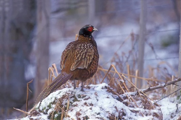 Bażant phasianus colchicus — Zdjęcie stockowe