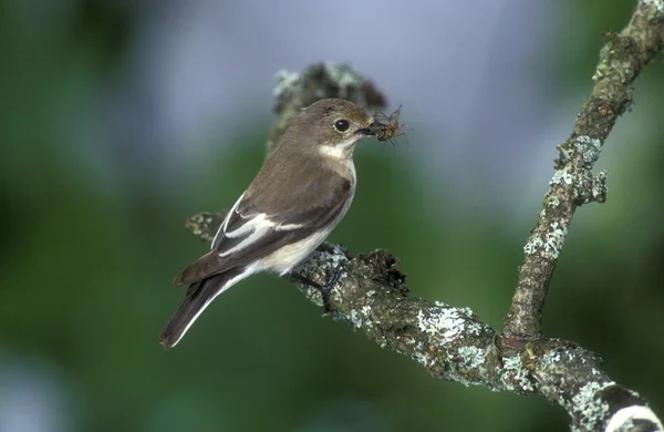 Bonte vliegenvanger, ficedula hypoleuca — Stockfoto