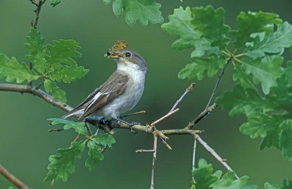 Černohlavý, ficedula hypoleuca — Stock fotografie