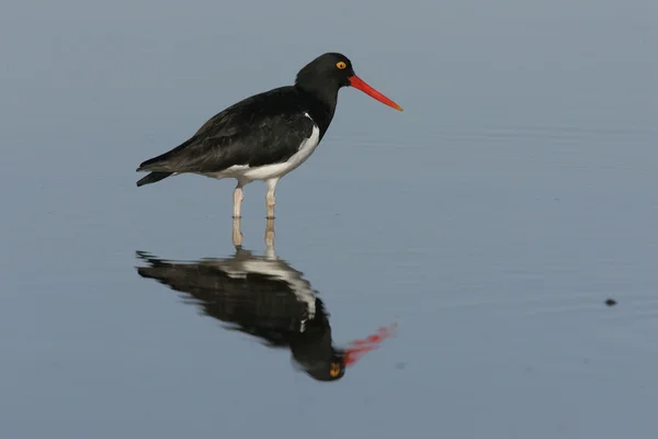 Pied oystercatcher, Haematopus longirostris — Stock Photo, Image