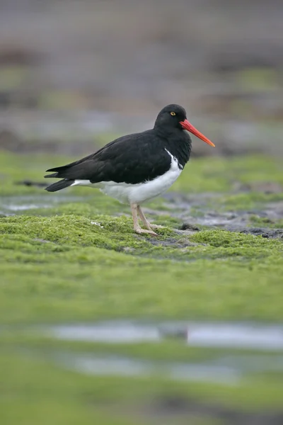 备用公寓蛎鹬，haematopus 鮠 — 图库照片