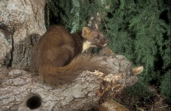 Pine marten, Martes martes — Stock fotografie