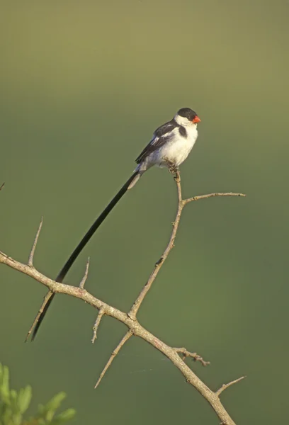 Dominikánus, vidua macroura — Stock Fotó