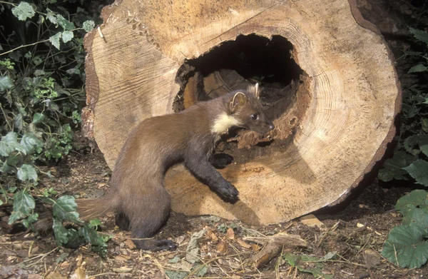 Pine marten, Martes martes — Stockfoto