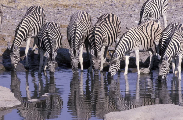 Equus quagga Steppezebra — Stockfoto