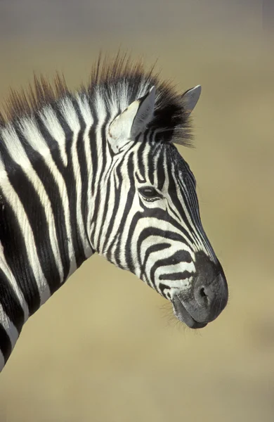 Πεδιάδες ζέβρα, η Κουάγκα equus — Φωτογραφία Αρχείου