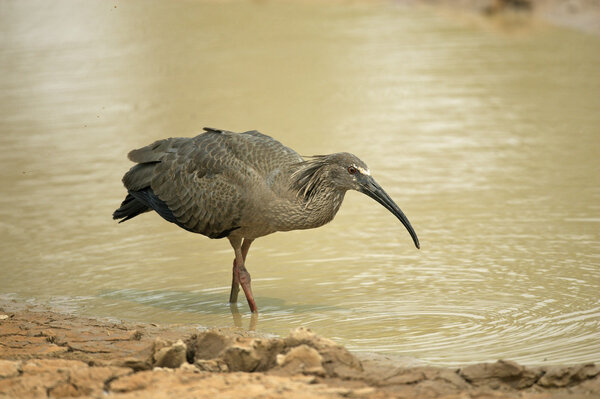 Plumbeous ibis, Theristicus caerulescens