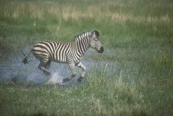 Zebra stepowa, equus quagga — Zdjęcie stockowe