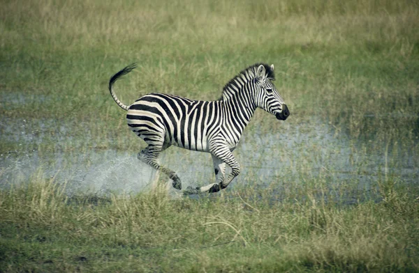 Alföldi zebra, equus quagga — Stock Fotó