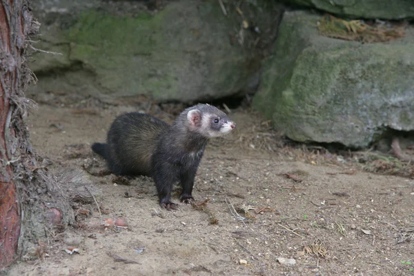 ケナガイタチ鼬鼠鼬鼠 — ストック写真