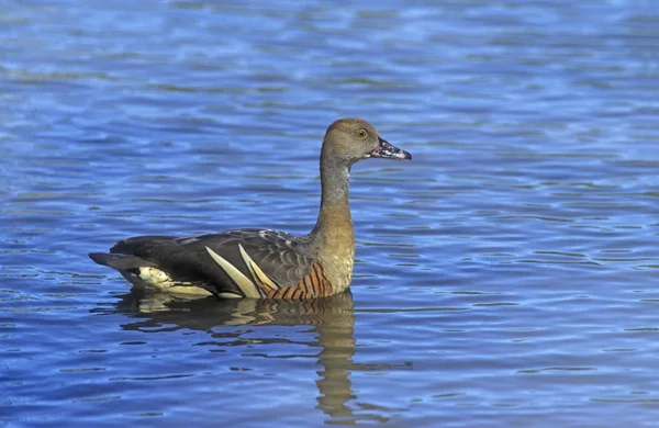 Loodrecht fluitend eend, dendrocygna eytoni, — Stockfoto