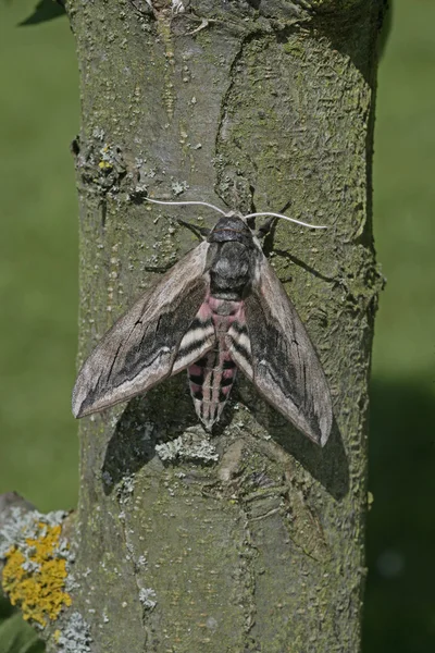 Privet Hawk Moth, Sphinx ligustri — Stockfoto