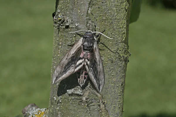 Privet hawk moth, Sphinx ligustri — Stock Photo, Image