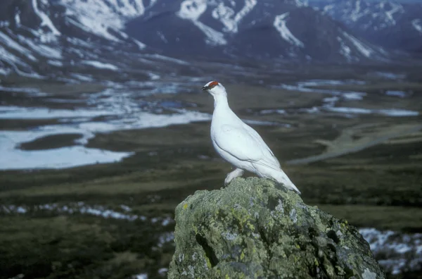 Lagopus mutus hófajd — Stock Fotó