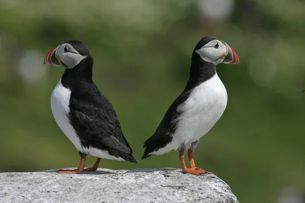 Puffin, Fratercula arctica — Stock Photo, Image