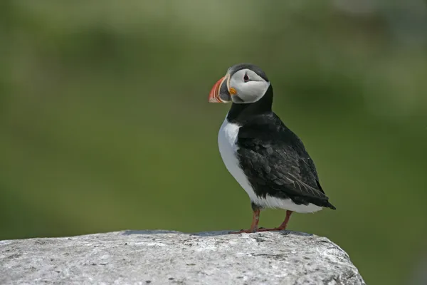 Maskonur, fratercula arctica — Zdjęcie stockowe