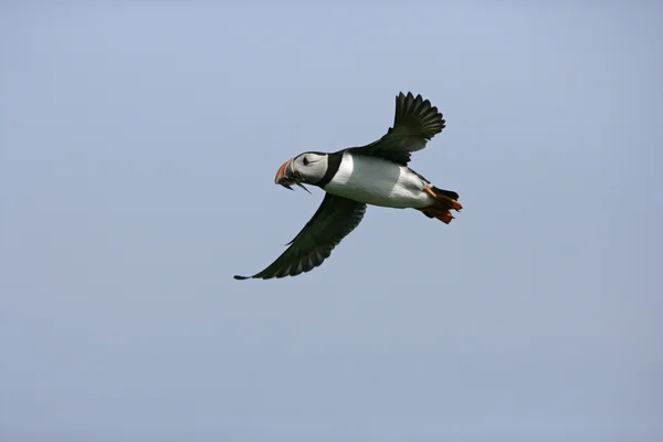 Puffin, Fratercula arctica — Fotografia de Stock