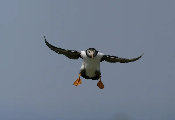 Puffin, Fratercula arctica — Stock fotografie