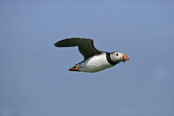 Maskonur, fratercula arctica — Zdjęcie stockowe