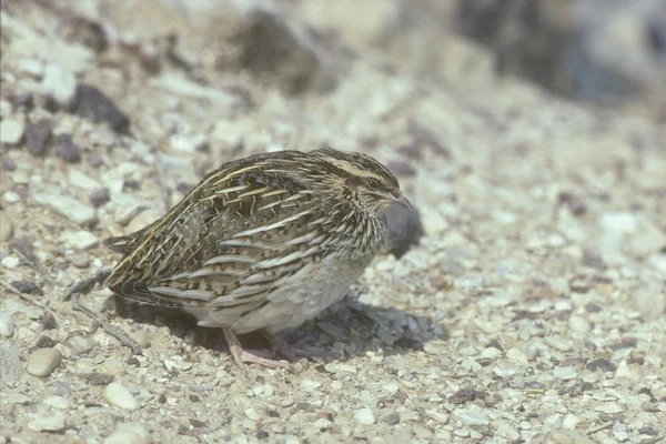 Křepelka, (Coturnix coturnix) — Stock fotografie