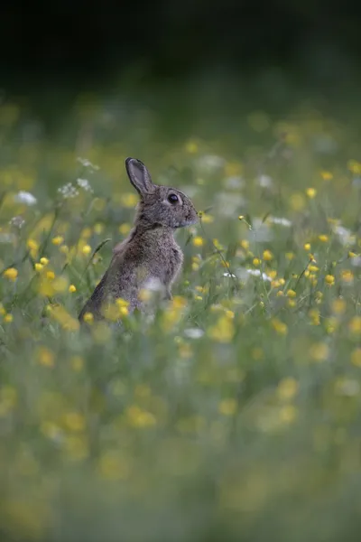 Králík, oryctolagus cuniculus — Stock fotografie