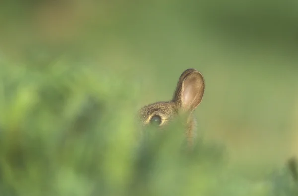 Кролик, Oryctolagus cuniculus — стоковое фото