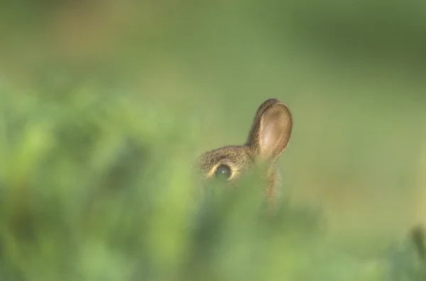 Rabbit, Oryctolagus cuniculus — Stock Photo, Image