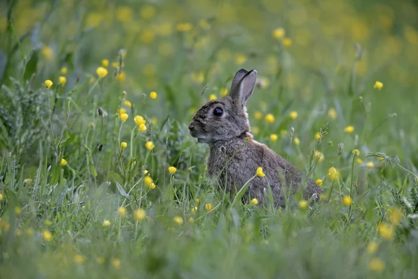 Coelho, Oryctolagus cuniculus — Fotografia de Stock