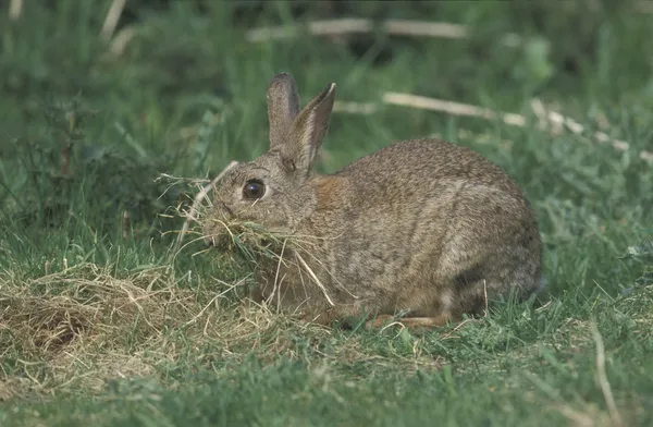 Coelho, Oryctolagus cuniculus — Fotografia de Stock