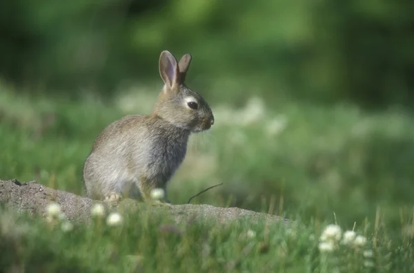 Кролик, oryctolagus Неперевірена — стокове фото