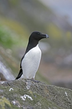 razorbill, edilmiştir torda