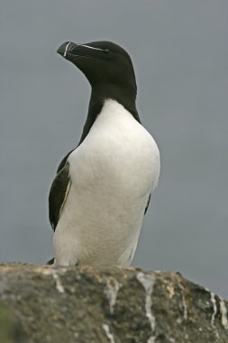 razorbill, edilmiştir torda