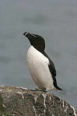 razorbill, edilmiştir torda