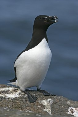 razorbill, edilmiştir torda