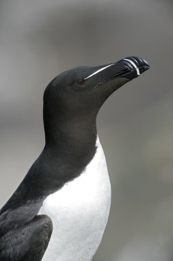 razorbill, edilmiştir torda