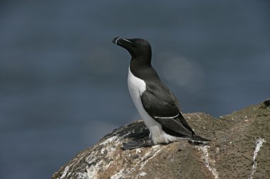 razorbill, edilmiştir torda