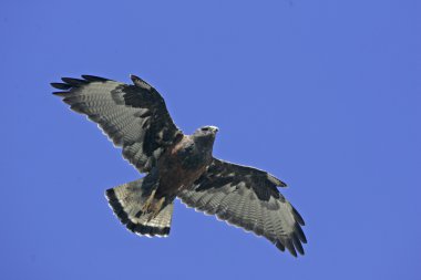 Kızıl sırtlı Şahin, Şahin polyosoma