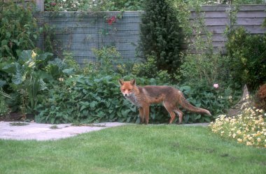 Kızıl Tilki, Vulpes vulpes