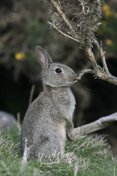 Кролик, Oryctolagus cuniculus — стоковое фото