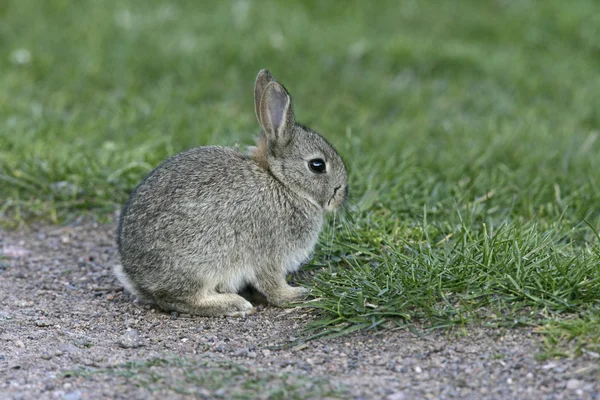 Кролик, Oryctolagus cuniculus — стоковое фото