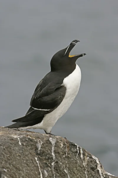 Razorbill, Alca Torda — Fotografia de Stock