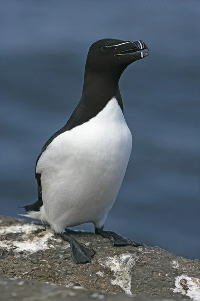 Petit pingouin, alca torda — Photo