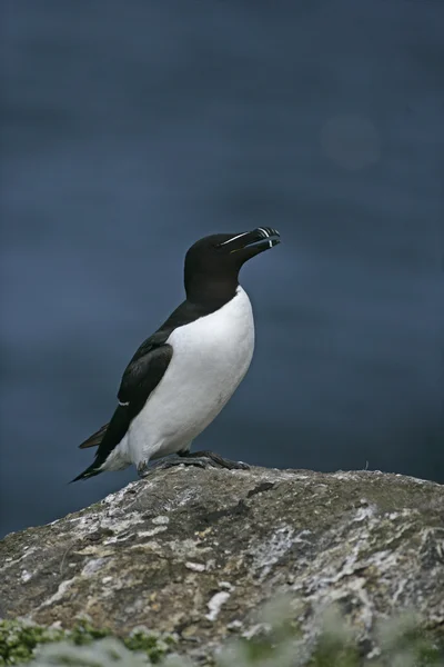 Razorbill, Tord ALCA — Stock fotografie