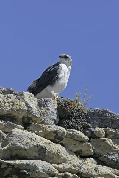 Röd-stödda hawk buteo polyosoma — Stockfoto