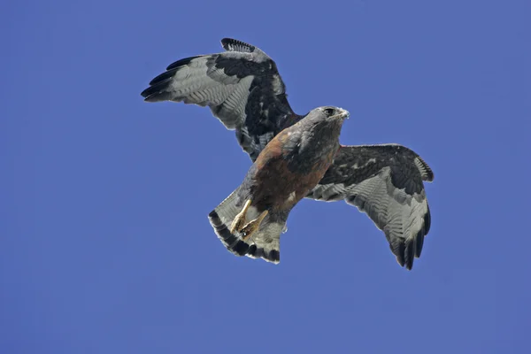 Rood-backed hawk, buteo polyosoma — Stockfoto