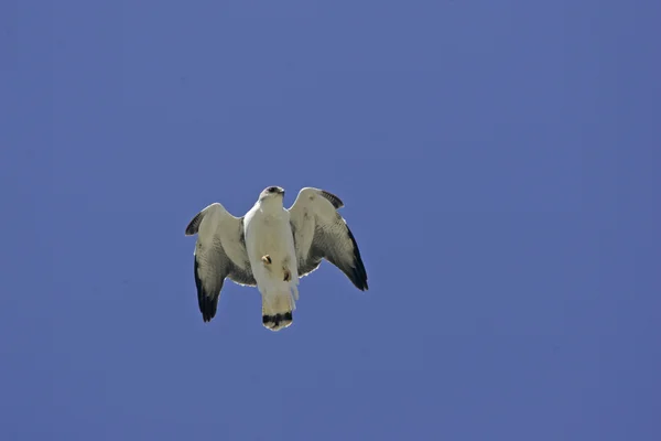 红背鹰，桢 polyosoma — 图库照片