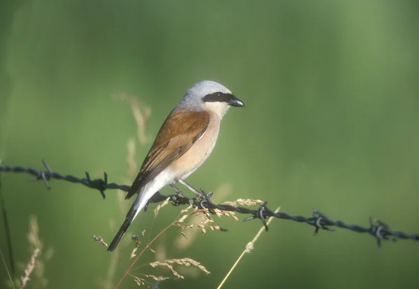 Rödryggad strejk, Lanius collurio — Stockfoto